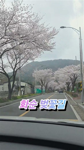 #화순 벚꽃길 #조예솔 #정지영 2026.4.1.