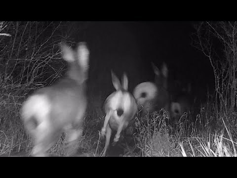 Coyotes Attack Mule Deer - Night Chase Action Sequence (Wait for It!)