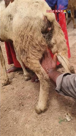 పొదుగు వాపు తో బాధపడుతున్న గొర్రె కు వైద్యం#sheepfarming #sheepdisease #mastitis #veterinarymedicine