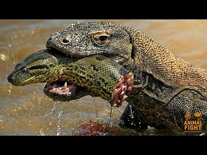 Amazon rainforest wildlife: Giant anaconda vs. Komodo dragon | The ultimate animal battle