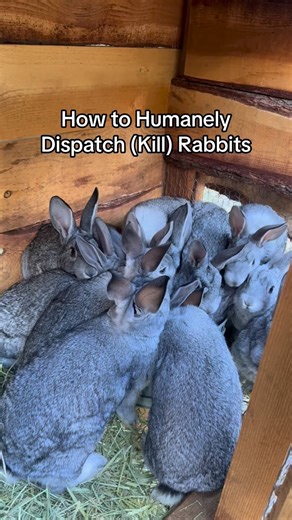 Cedar Hills Homestead on Instagram: "An important life skill to have if you eat meat. Also— It’s crazy that most people get into backyard rabbits or chickens as their entry into raising their own meat. The ironic part is that dispatching these animals is *literally* more hands on than dispatching pigs, goats, sheep and cattle. I don’t want the hands on aspect to scare you off from raising your own food, so here’s how I do it. I hope this helps!"