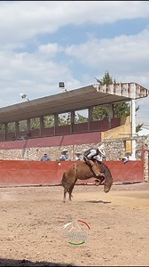💥 Jineteo de yegua 💥 🎥 @anavictoriafloress #lienzocharro #charreria #tradicioncharrafotografia #charreando #caballos #tradicioncharra #charros #horse #charro #yeguas #jineteo #jinetesdeyegua #jineteada | Tradición Charra