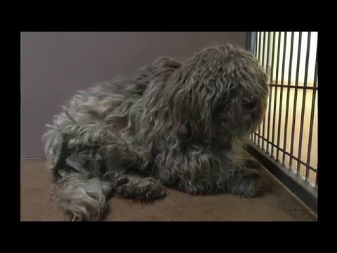 Doggie Makeover - Terrified Matted Dog Gets Groomed