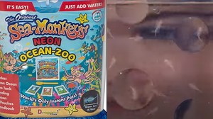 Sea Monkeys inventor made thousands from selling fish that never actually existed
