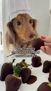 9.4K views · 1.9K reactions | Let’s make dog-friendly “chocolate” covered strawberries- just in time for Valentine’s Day! good for both dogs and humans #dachshund #dogrecipes #homemadedogtreats #valentinesideas #valentines | Roswell Weenie | Facebook