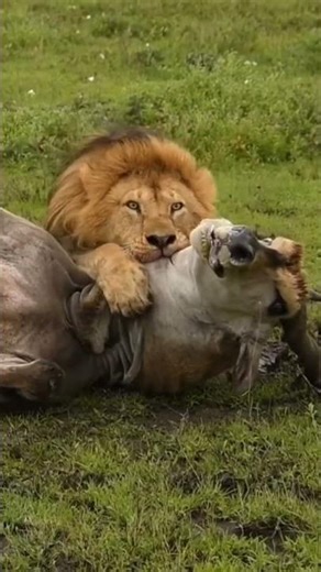 🦁 LION vs ELAND: Nature’s Most Brutal Hunt? #wildlife