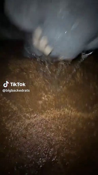 Tim Cheese (@bigbackedrats)’s videos with original sound - ℳ