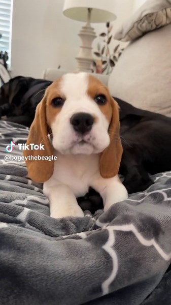 Another beach day for the win!!! #beaglepuppy #beagles #beaglepuppies #bogeythebeagle #puppies #dogsoftiktok #cutepuppy