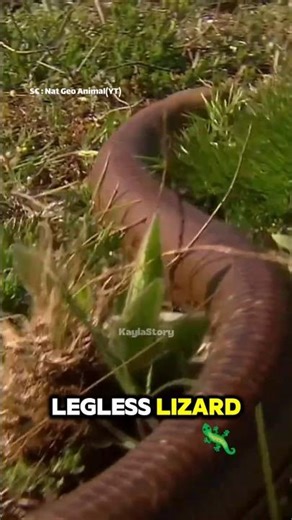 LEGLESS LIZARD🦎