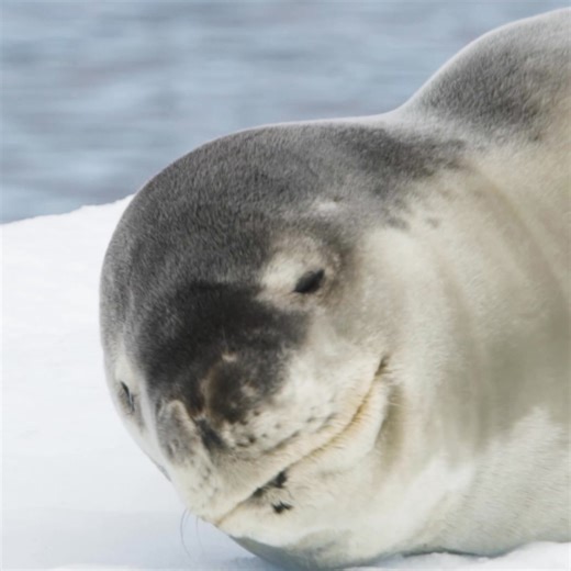 The edge of the Earth is calling. 🚢 Our small-ship Antarctica Cruises were built for deeper exploration, best-in-class value, and penguins galore. | G Adventures