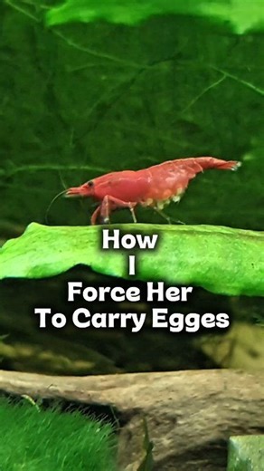 How I Make my shrimp female berrid And Carry Eggs? Just in 3 hacks I'm doing .. The Result: Strong, stress-free female. She’ll carry eggs naturally. And your tank will fill with shrimplets! #shrimpkeeping #shrimpbreeding #shrimptank #aquarium #shrimphobby #aquariumhobby #shrimpbreeder | Shrimp Hatchery