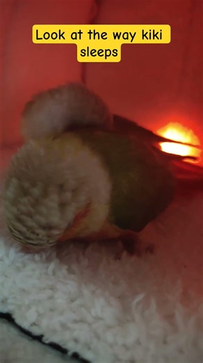 How Birds Sleep When They Feel Safe #8 #kiki #birds #parrot