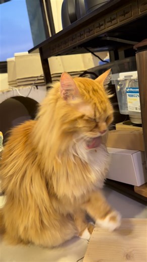 The Nest Cat-fé on Instagram: "Problem our long-hair version Butter have: 1. Food get stuck on the chest hair 2. Fur too long, gets stuck on tongue. Meowmy has neck ache just watching me struggle to groom 3. Can’t find my paw …😅 4. Cookie kor kor seems to think I’m a different cat. Not his little brother and keeps bullying me… Poor long-hair me… #thenestcatfé #catsofinstagram #catsofsingapore #domesticlonghair #longhaircat"