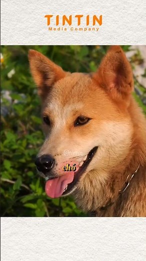 4 GIỐNG CHÓ QUÝ VIỆT NAM CỰC THÔNG MINH KHIẾN THẾ GIỚI NỂ PHỤC #vietnam #dog #khampha #animals