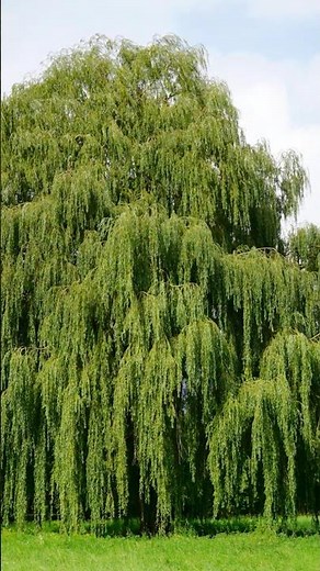 Planting a willow tree! 🌳 #planting #willow #tree