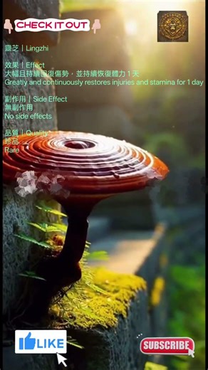 禁區百科｜能力果實系統全解析【守護臨點界】靈芝｜Lingzhi