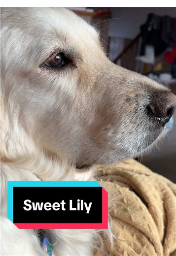 Catch Lily on the couch or rolling in the snow 💖 #lilythegoldengirl #goldenretrieverlife #happydog #cutedog
