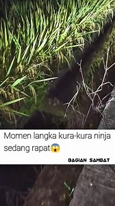 101K views · 67K reactions | Ternyata kura kura bisa duduk loh #fyp #fypシ゚ #foryou #foryoupage #viral #realviral #lucu #hiburan | Bagian Sambat | Facebook