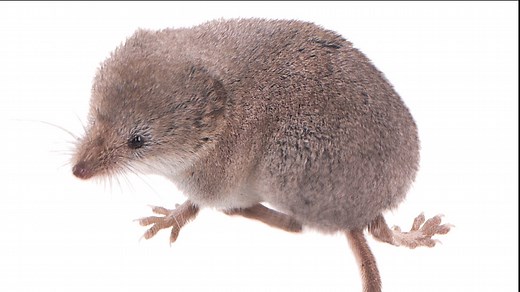The elusive Mount Lyell shrew has been photographed alive for the first time