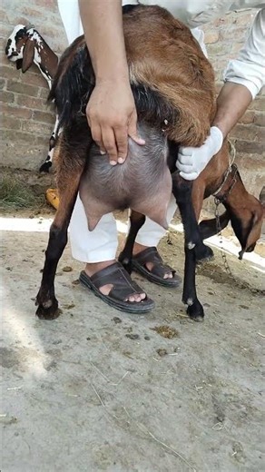 Identify the Diagnosis| Goat Delivery| Mastitis Case | Udder Edema