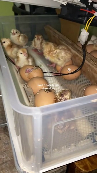Backyard Farming Tips for Rhode Island Red Chickens