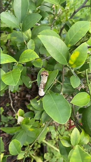 Caterpillar strips my lemon tree… so my chickens stepped in! (Backyard garden pest control)