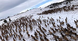 Wildlife Officials: Elk Herd Flourishing Despite Habitat Destroyed By Cameron Peak Fire - CBS Colorado