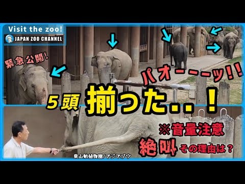 【ついに実現】夢の５頭同時展示スタート！⚠️絶叫響くゾウ舎 ワルダーさんvsさくらちゃん #東山動植物園 #東山動物園 #ワルダー