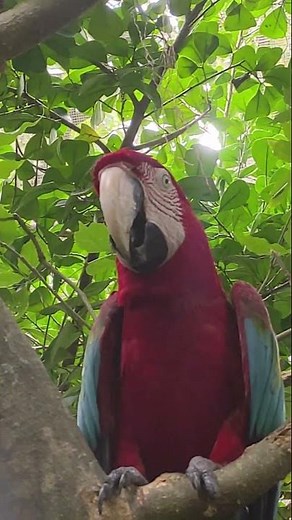 Colorful Macaw: A Beautiful Bird in Action