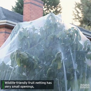 4.3K views · 154 reactions | Do you have fruit trees in your...