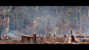 'Cowspiracy: The Sustainability Secret'- Tráiler oficial