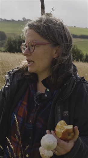 How Mob Grazing Helps Regenerate Grassland at Wood Advent Farm