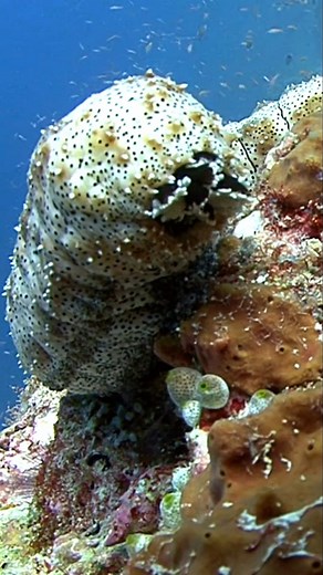 5 Weird Animal Adaptations | Part 4 #facts #knowledgedome #animalfacts #weirdfacts #animaladaptations | Knowledge Dome