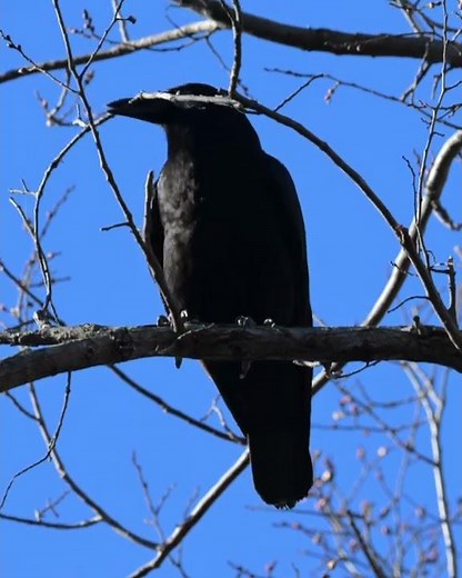 American Crow calling