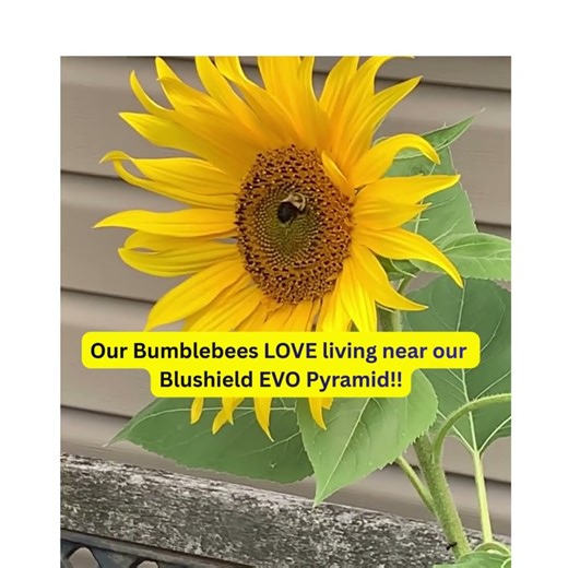 Blushield EMF protection devices. Protect YourCells!