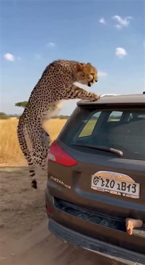 Cheetah Climbs on My Car—What Happens Next #wildlife #cheetah #terror