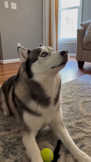Did My Dog Just See A Ghost? #paranormal #husky #scary