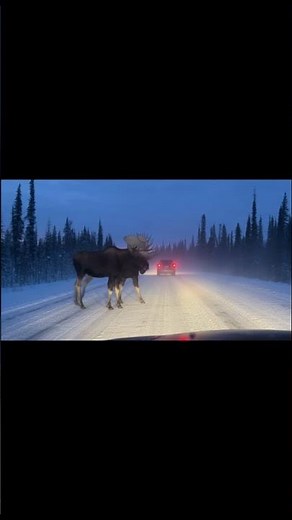 Insane Scale: Giant Moose Towers Over SUV on Snowy Road.