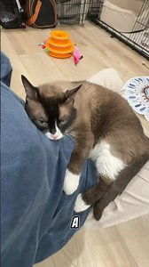 The cat believes in love again❤️🐈#cat #anmals #love #firendship