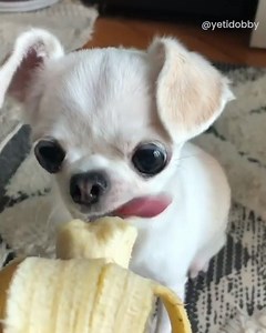 343K views · 3.8K reactions | Show someone this chihuahua eating a banana!  | Go Fetch | Facebook
