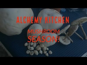 Giant Puffball Mushroom Prep tips and recipe ideas (Calvatia gigantea)