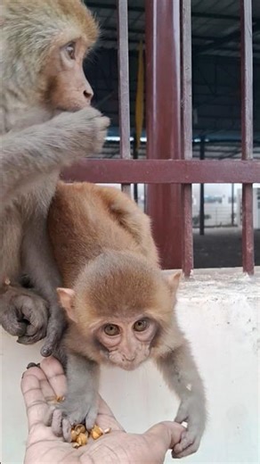 Bandar ka bacha khel raha #monkey #monkeyvideo #bandar