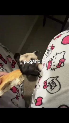 @best_pug_lover on Instagram: "her greed sickens me Credit @alexia"