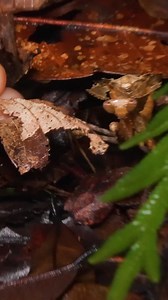 71K views · 567 reactions | Assassin Mantis has a Secret Talent! #wildlife #nature #bravewilderness #mantis | Brave Wilderness | Facebook