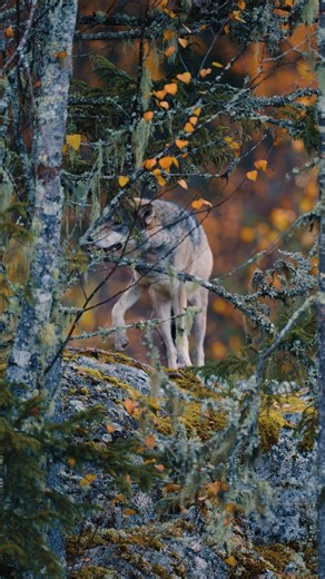 As leaves fall, visibility increases — wolves rely more on timing and positioning than speed in autumn hunts. 🍂🐾 #WolfFacts #WildStrategy #NatureTruth #StayWild | Sondre Eriksen Hensema Photography