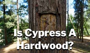Is Cypress a Hardwood Or Softwood? (2025 Ultimate Guide!)