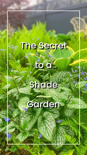 Here’s the secret👇 Are you struggling with your shade garden? I have! It’s a hard area to design and it’s a hard area to plant and most of all, it’s a hard area to maintain. Here’s the solution: 1️⃣ Texture and Color And when I say color I mean, color and texture of the foliage. It’s hard to get bloom color in a shade garden, especially if you have animals that graze in the area. Begonias are a great choice but they are deer candy. The easiest way to create impact is to purchase plants with col