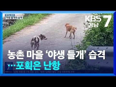 [여기는 진주] 농촌 마을 ‘야생 들개’ 습격…포획은 난항 / KBS 2025.11.27.