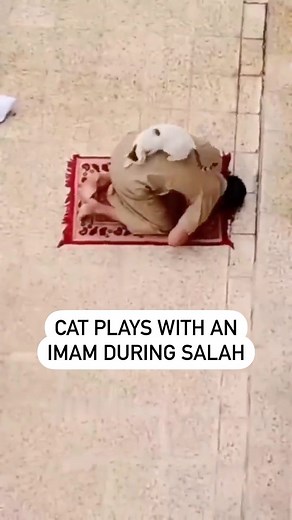 A cat playing with an Imam during Salah 😭 #muslim #islam #muslimtiktok | Muslim