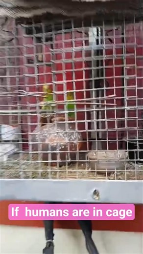 if humans are in a cage